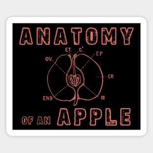 Anatomy Of An Apple Magnet